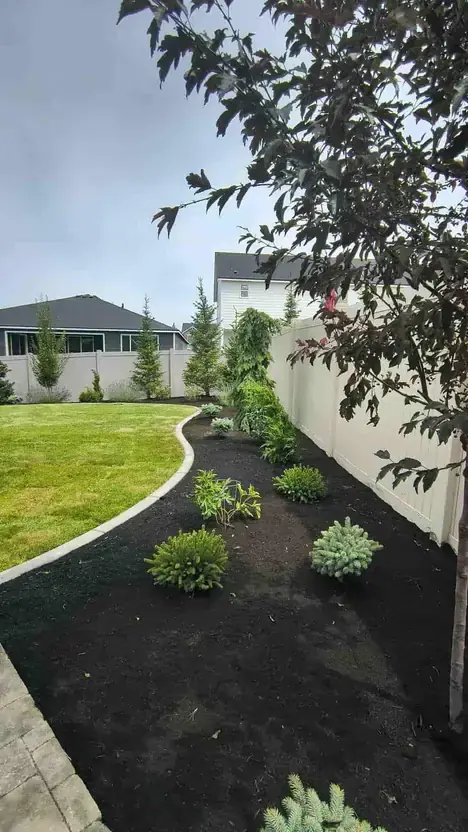 Newly planted trees in Spokane